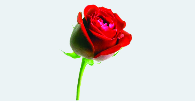 आज भ्यालेन्टाइन दिवस रातो गुलाब प्रेममा रूपान्तर