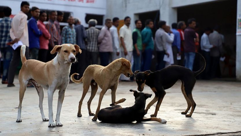 नागाल्याण्डमा कुकुरको मासु आयात तथा बिक्री वितरण प्रतिबन्ध