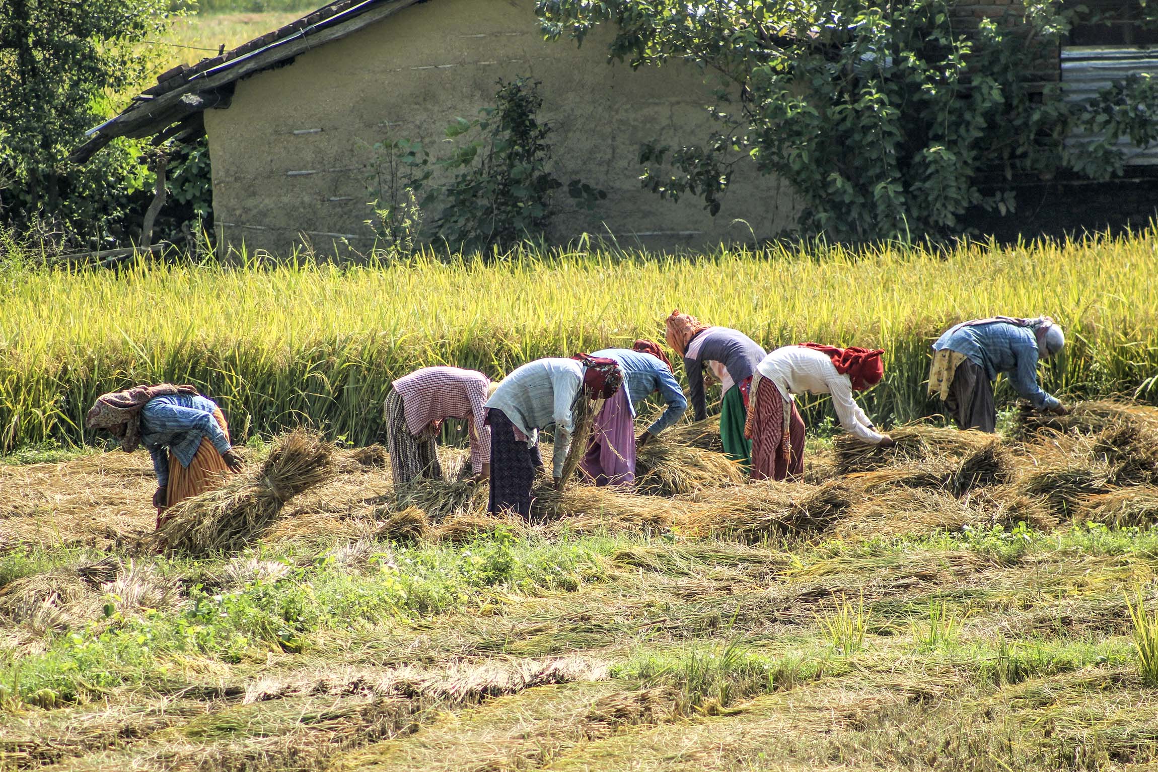 किसानलाई धान भित्र्याउन भ्याइ नभ्याइ (फोटो फिचर)