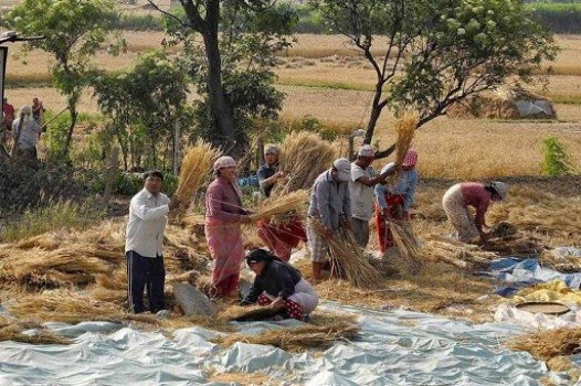 ग्रामीण महिलाको जीवन नै कृषि मजदुरी