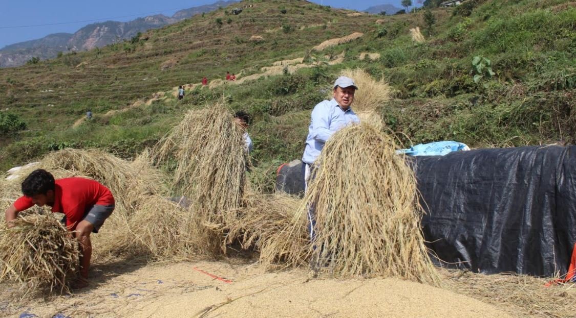 पूर्व सञ्चारमन्त्री बस्नेत राजनीतिसँगै कृषिक्षेत्रमा