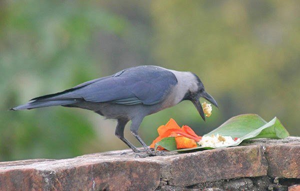 यमपञ्चक शुरु , कागतिहार भोलि