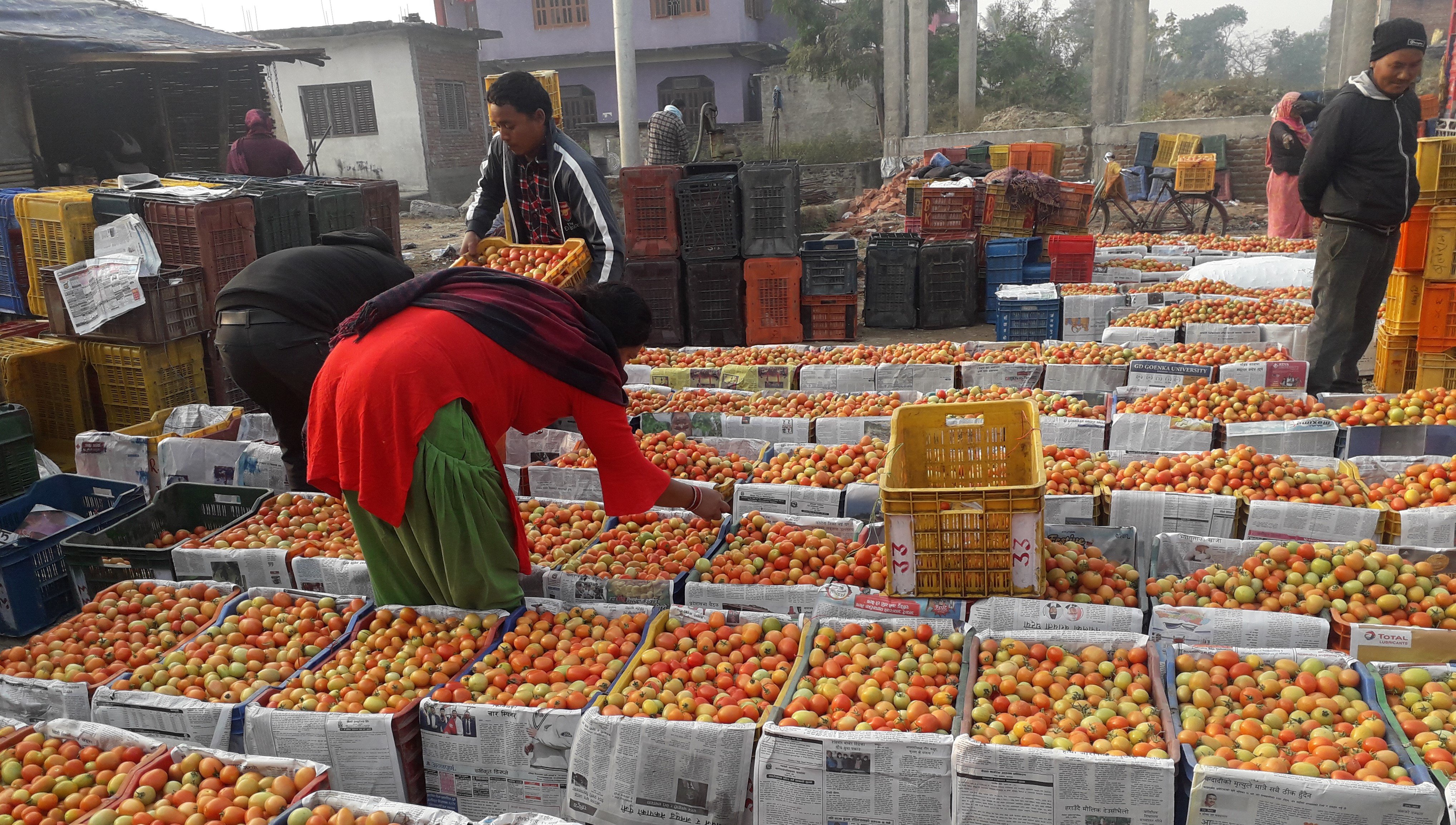 एक सातामै गोलभेँडाको मूल्य आधाले घट्यो, किसान मारमा