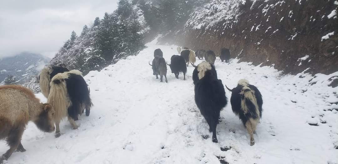 हुम्लामा हिमपातले चौरी चरन ढाक्याे, चाैंरीपालक समस्यामा