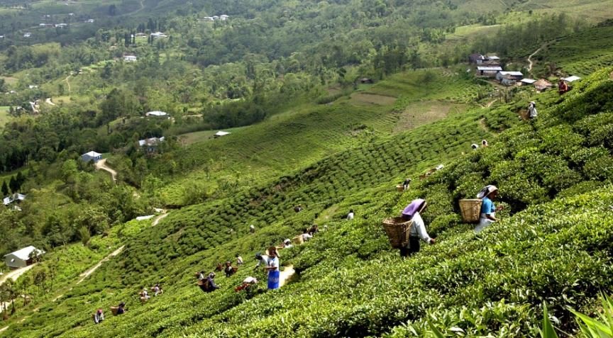 अर्धवार्षिक कृषि उपजका निकासी: बढ्यो अलैँची र चिया, अदुवास्थिर