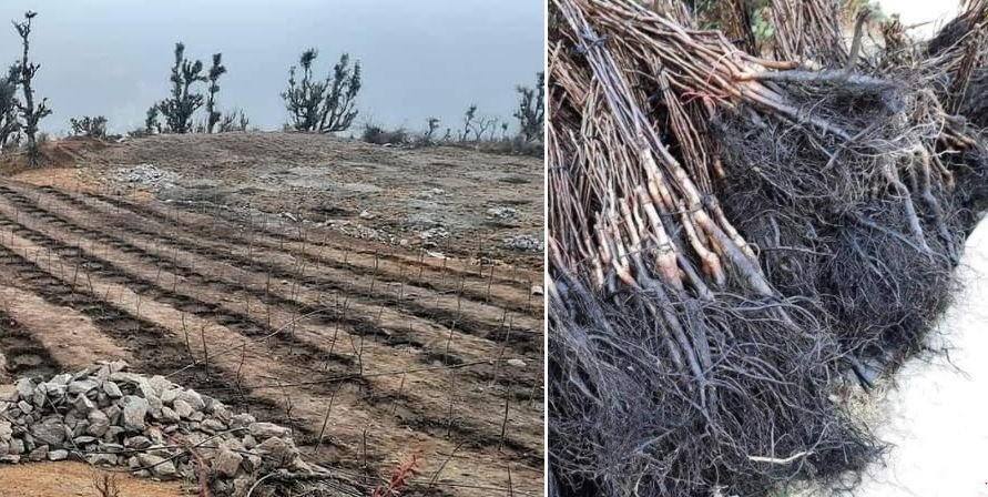 बाजुरामा एक लाख २५ हजार फलफूलका बिरुवा रोपियो