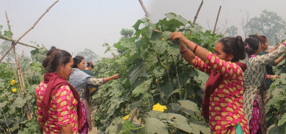 सामूहिक तरकारी खेतीतर्फ कावासोतीका महिला