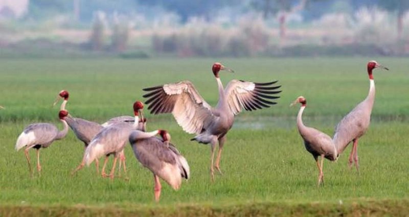 साइबेरियाली बकुल्ला महोत्तरीमा