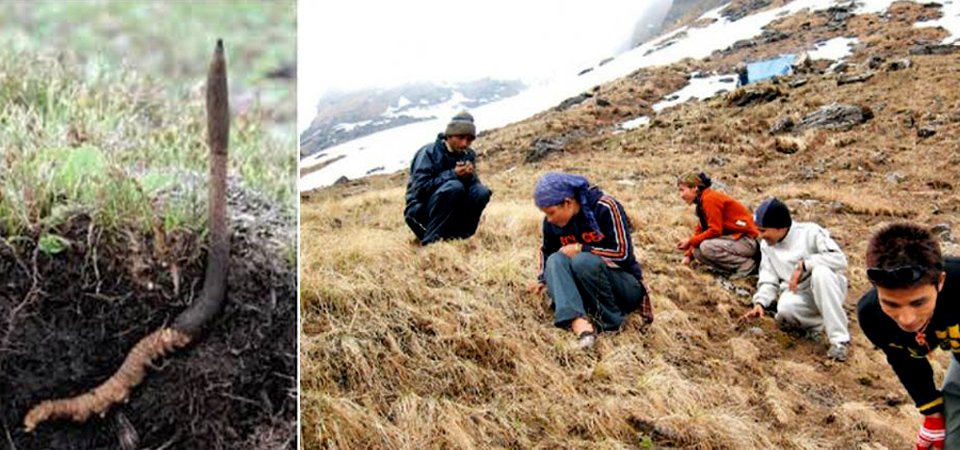 हिमाली यार्सागुम्बा, केहीलाई आय केहीलाई  काल बन्दै