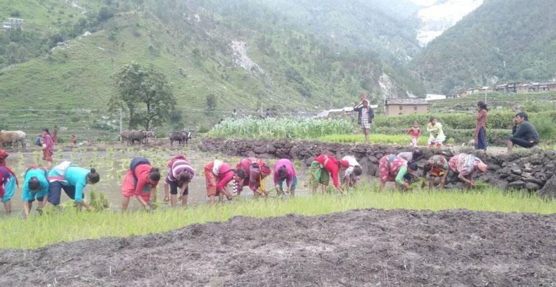 बाजुरामा मनसुन सुरु भएसँगै रोपाइँको चटारो