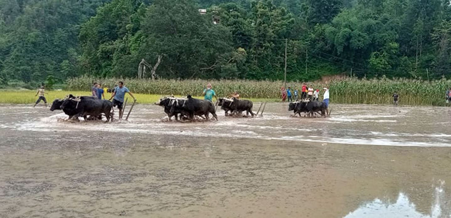 हराउँदैछ असारे मौलिकता र परम्परा