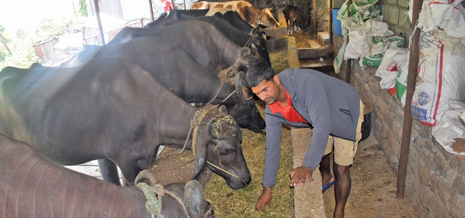 वैदेशिक रोजगार छाडेर भैँसीगोठमा रमाउँदै