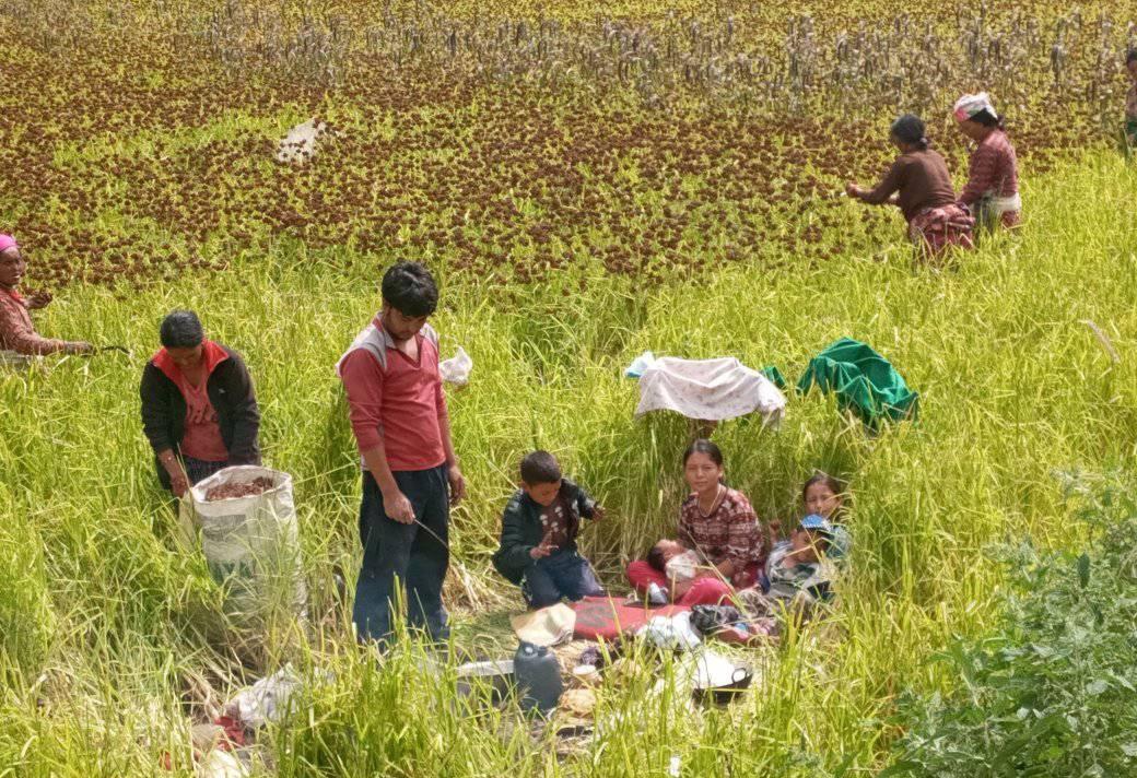 किसानलाई दशैभन्दा कामको चटारो