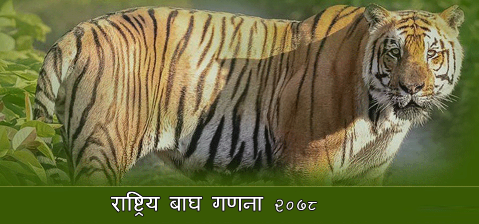 राष्ट्रिय बाघ गणना आजदेखि