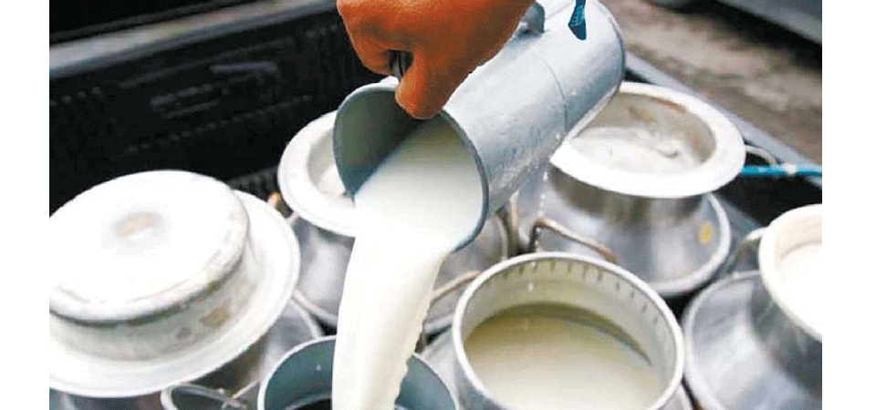 दूध किसानका समस्या खर्चभन्दा आम्दानी कम