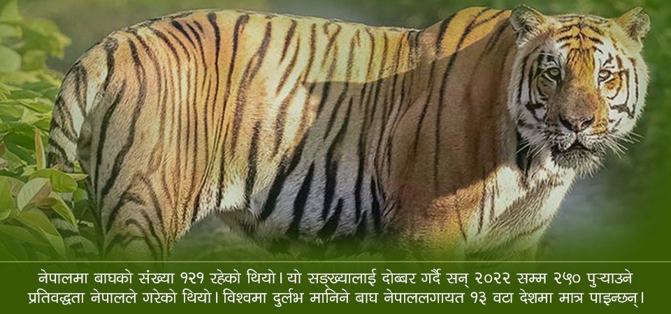 बाघ गणनामा २५० भन्दा बढी बाघ हुने अनुमान