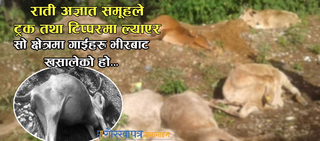 जंगलमा दुई दर्जन गाई मृत फेला, मारेको आशंका !